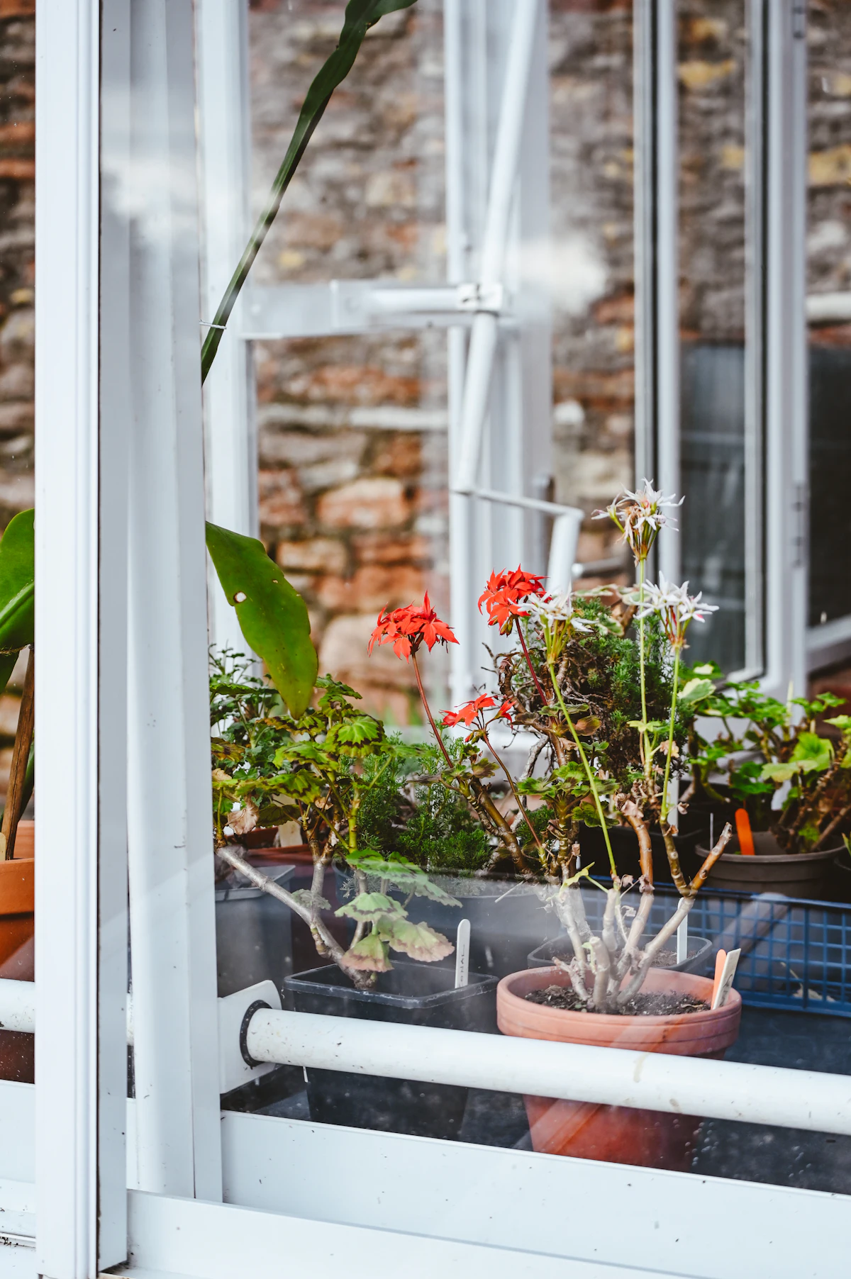 Fenster mit weißen Rahmen und roten Blumen auf der Fensterbank