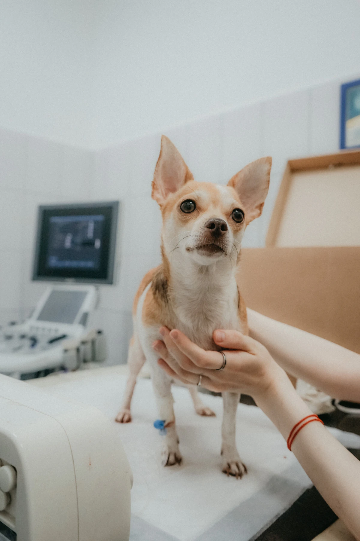 Kleiner Hund wird in der Tierarztpraxis gehalten